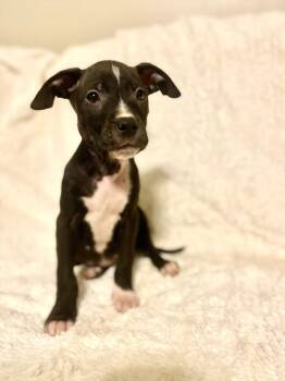 Mixed Breed Dogs Available for Adoption - Trace | PetCurious