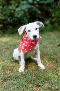 Rescue Pointer and Australian Cattle Dog Blue Heeler Dogs for Adoption in Bonifay, Florida - Skylar | PetCurious