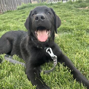 Labrador Retriever and Great Pyrenees Dogs Available for Adoption in Riverdale, Iowa - Murphy | PetCurious