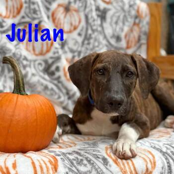 Julian -  Terrier Dog for Adoption in Albany, New York - Julian | PetCurious