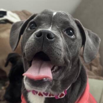 Mastiff and Great Dane Dogs Available for Adoption - Scarlett | PetCurious
