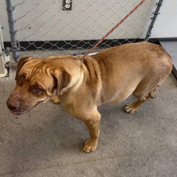 Oro -  Mixed Breed Dog for Adoption in Las Cruces, New Mexico - Oro | PetCurious
