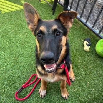 Marigold -  German Shepherd Dog and Mixed Breed Dog for Adoption in Long Beach, California - Marigold | PetCurious