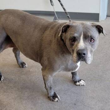 Lupita -  Mixed Breed Dog for Adoption in Las Cruces, New Mexico - Lupita | PetCurious