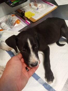 Vincent -  Labrador Retriever and Pit Bull Terrier Dog for Adoption in Mobile, Alabama - Vincent | PetCurious
