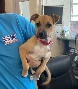 Mort -  Mixed Breed Dog for Adoption in Alexandria, Virginia - Mort | PetCurious