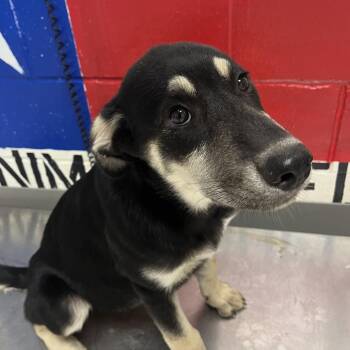 Cassie -  Mixed Breed Dog Available for Adoption in Lufkin, Texas - Cassie | PetCurious