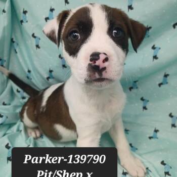 Shepherd and Pit Bull Terrier Dogs Available for Adoption - Parker | PetCurious