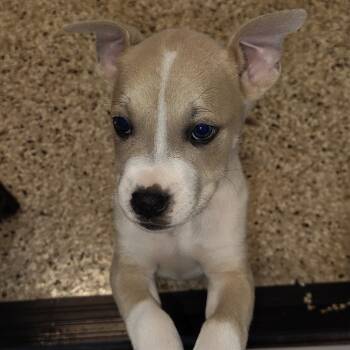 Rescue Mixed Breed Dogs for Adoption in Loxahatchee Groves, Florida - TIFTON 1614 | PetCurious