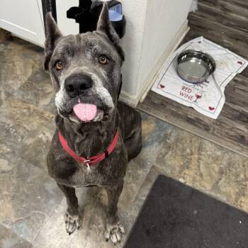 Nova -  Mastiff Dog for Adoption in Fort Pierce, Florida - Nova | PetCurious
