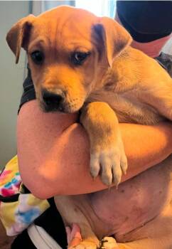 Labrador Retriever Dogs Available for Adoption - Lotus | PetCurious