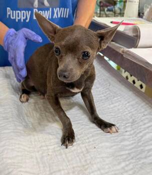 Uma Tee (NOT YET AVAIL - PREGNANT) -  Chihuahua Dog for Adoption in Benton, Louisiana - Uma Tee (NOT YET AVAIL - PREGNANT) | PetCurious