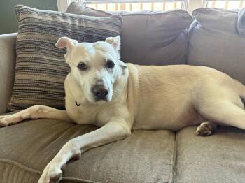 Rescue Labrador Retriever and Shepherd Dogs for Adoption in Taycheedah, Wisconsin - Snowie | PetCurious