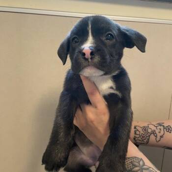 Brown Swiss -  Mixed Breed Dog for Adoption in Chicago, Illinois - Brown Swiss | PetCurious