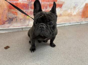 BUSTER BROWN -  French Bulldog Dog for Adoption in San Bernardino, California - BUSTER BROWN | PetCurious