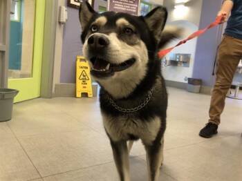 Husky Dogs Available for Adoption in Rancho Cucamonga, California - AMIGO | PetCurious
