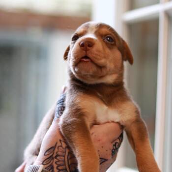 CT Perky avail Aug 8 (Petco- Dayville, CT) -  Husky and Mixed Breed Dog for Adoption in Eastford, Connecticut - CT Perky Avail Aug 8 (Petco- Dayville, CT) | PetCurious