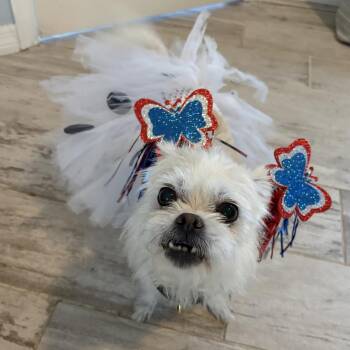 Kiki -  Brussels Griffon Dog for Adoption in Alafaya, Florida - Kiki | PetCurious