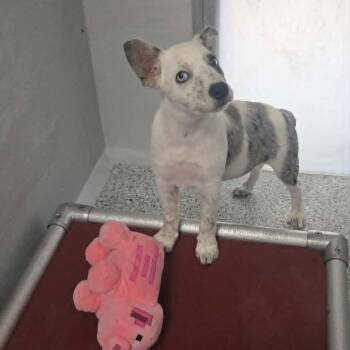 Maisie -  Border Collie and Australian Cattle Dog Blue Heeler Dog for Adoption in Orange, Virginia - Maisie | PetCurious