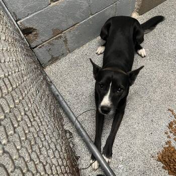 Leilani -  Carolina Dog Dog for Adoption in Royse City, Texas - Leilani | PetCurious