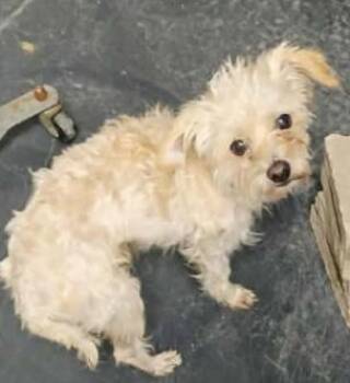 Pat -  Terrier Dog for Adoption in Parker, Colorado - Pat | PetCurious
