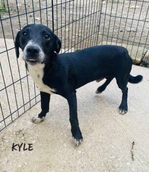Rescue Chihuahua Dogs for Adoption in Milford, New Hampshire - Kyle | PetCurious