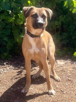 Razzle -  German Shepherd Dog Dog for Adoption in Jamestown, California - Razzle | PetCurious