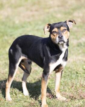 Rescue Mixed Breed Dogs for Adoption in Bedford, Indiana - Colby | PetCurious