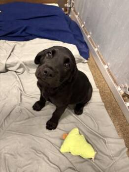 Gretchen -  Rottweiler and Mixed Breed Dog for Adoption in Roseville, California - Gretchen | PetCurious