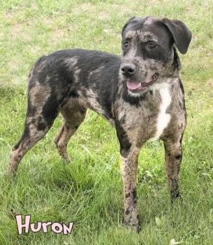 Huron (surgery 8/18) -  Golden Retriever and Mixed Breed Dog for Adoption in Mason, Michigan - Huron (surgery 8/18) | PetCurious