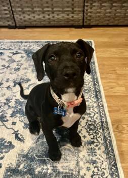 Rescue Terrier and Mixed Breed Dogs for Adoption in Redmond, Washington - Jack Hues | PetCurious
