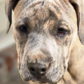 Catahoula Leopard Dog and Pit Bull Terrier Dogs Available for Adoption in Sheridan, Arkansas - Hailey  | PetCurious