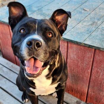 Rescue Pit Bull Terrier and Mixed Breed Dogs for Adoption in Indianapolis, Indiana - RAYBON | PetCurious