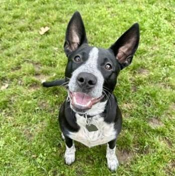 Mixed Breed Dogs Available for Adoption in Roseburg, Oregon - Oreo | PetCurious
