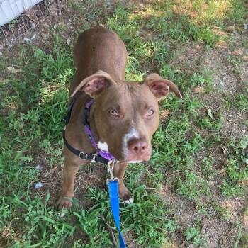 LOTUS -  Pit Bull Terrier Dog for Adoption in Boston, Massachusetts - LOTUS | PetCurious