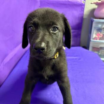 Demera -  Australian Shepherd and Mixed Breed Dog for Adoption in North Myrtle Beach, South Carolina - Demera | PetCurious