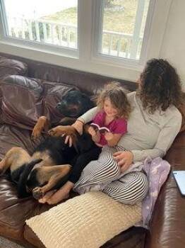 Rottweiler Dogs Available for Adoption - Reece - Courtesy Post | PetCurious