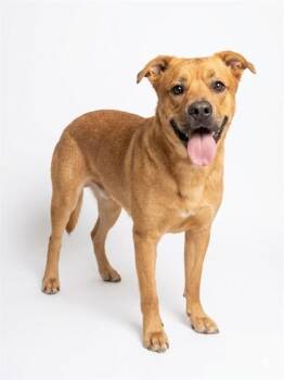 LOVE BUG -  Mixed Breed Dog for Adoption in Jacksonville, Florida - LOVE BUG | PetCurious