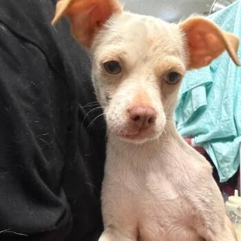 Cairo 6099 -  Chihuahua and Mixed Breed Dog for Adoption in Loxahatchee Groves, Florida - Cairo 6099 | PetCurious