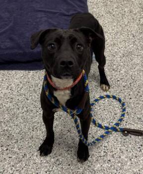 Serapi -  Pit Bull Terrier and Mixed Breed Dog for Adoption in Kansas City, Missouri - Serapi | PetCurious