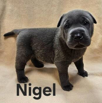 Shepherd and Shar Pei Dogs Available for Adoption - Nigel | PetCurious