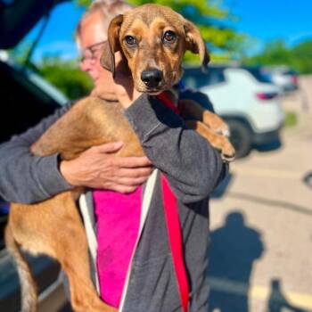 Pen Lane -  Feist and Mixed Breed Dog for Adoption in Campton Hills, Illinois - Pen Lane | PetCurious