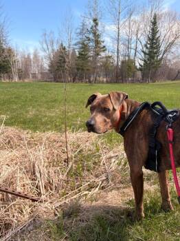 Hercules -  Doberman Pinscher and Pit Bull Terrier Dog Available for Adoption in Ashland, Wisconsin - Hercules | PetCurious
