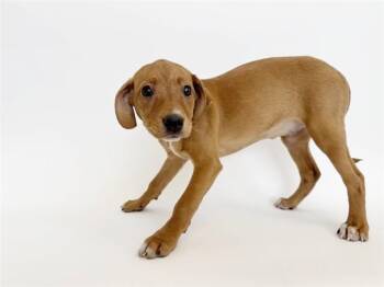 Pit Bull Terrier Dogs Available for Adoption - GALAXY | PetCurious