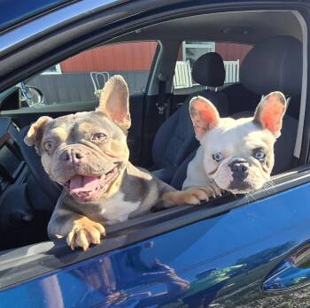 Betty & Wilma -  French Bulldog Dog for Adoption in Mclean, Illinois - Betty & Wilma | PetCurious