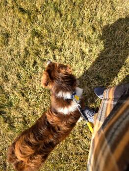 Border Collie Dogs Available for Adoption - Cu | PetCurious