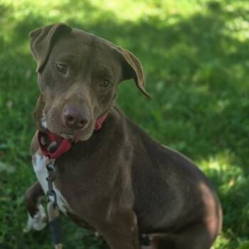 Ruby -  Chocolate Labrador Retriever and Pit Bull Terrier Dog for Adoption in Elyria, Ohio - Ruby | PetCurious