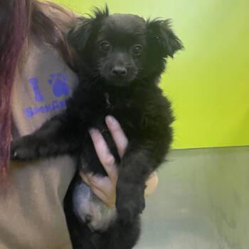 Terrier and Mixed Breed Dogs Available for Adoption in Spokane, Washington - Quade | PetCurious