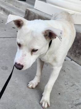 WILBUR -  American Staffordshire Terrier Dog for Adoption in San Antonio, Texas - WILBUR | PetCurious