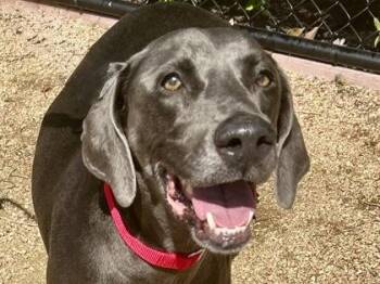 Rescue Weimaraner Dogs for Adoption in Georgetown, Texas - Thorton | PetCurious